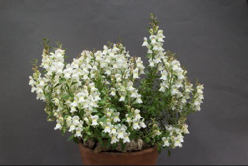 Antirrhinum sempervirens - Alpine Garden Society